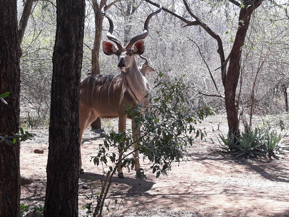 African Sky Marloth Park Bagian luar foto