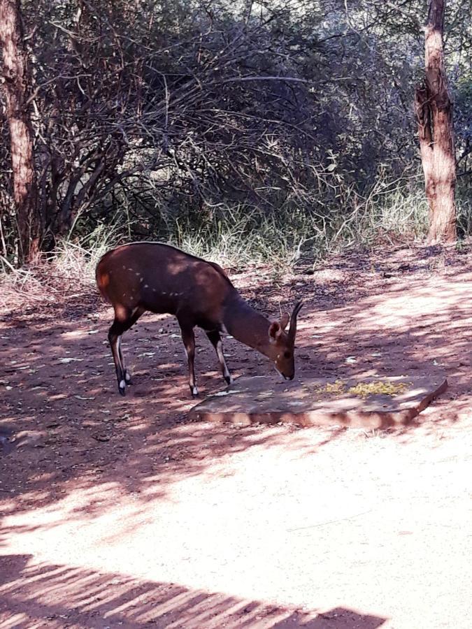 African Sky Marloth Park Bagian luar foto