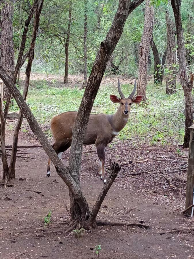 African Sky Marloth Park Bagian luar foto