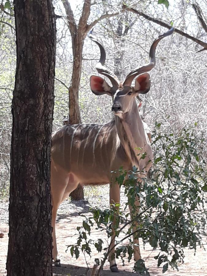 African Sky Marloth Park Bagian luar foto
