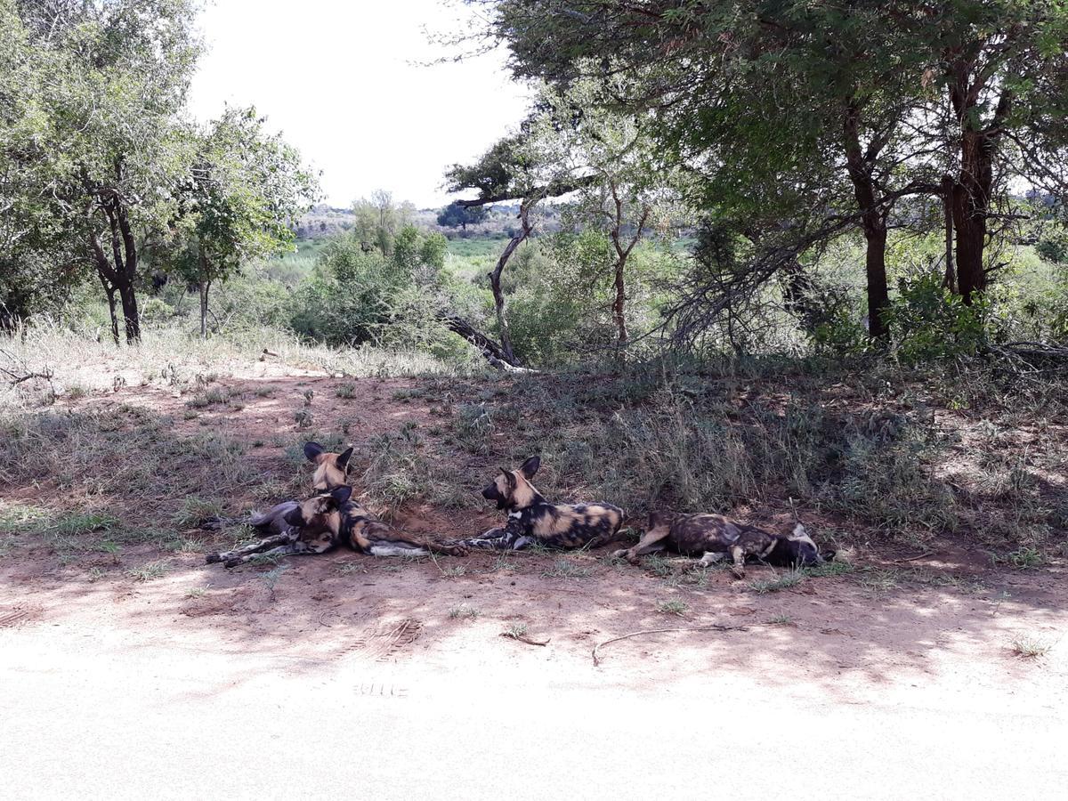 African Sky Marloth Park Bagian luar foto