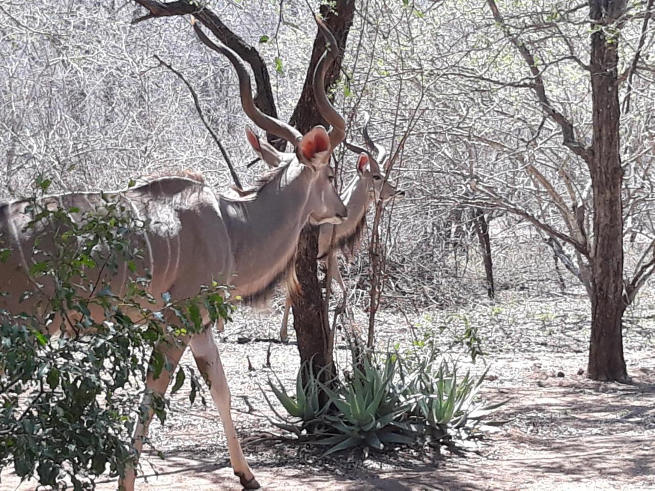 African Sky Marloth Park Bagian luar foto