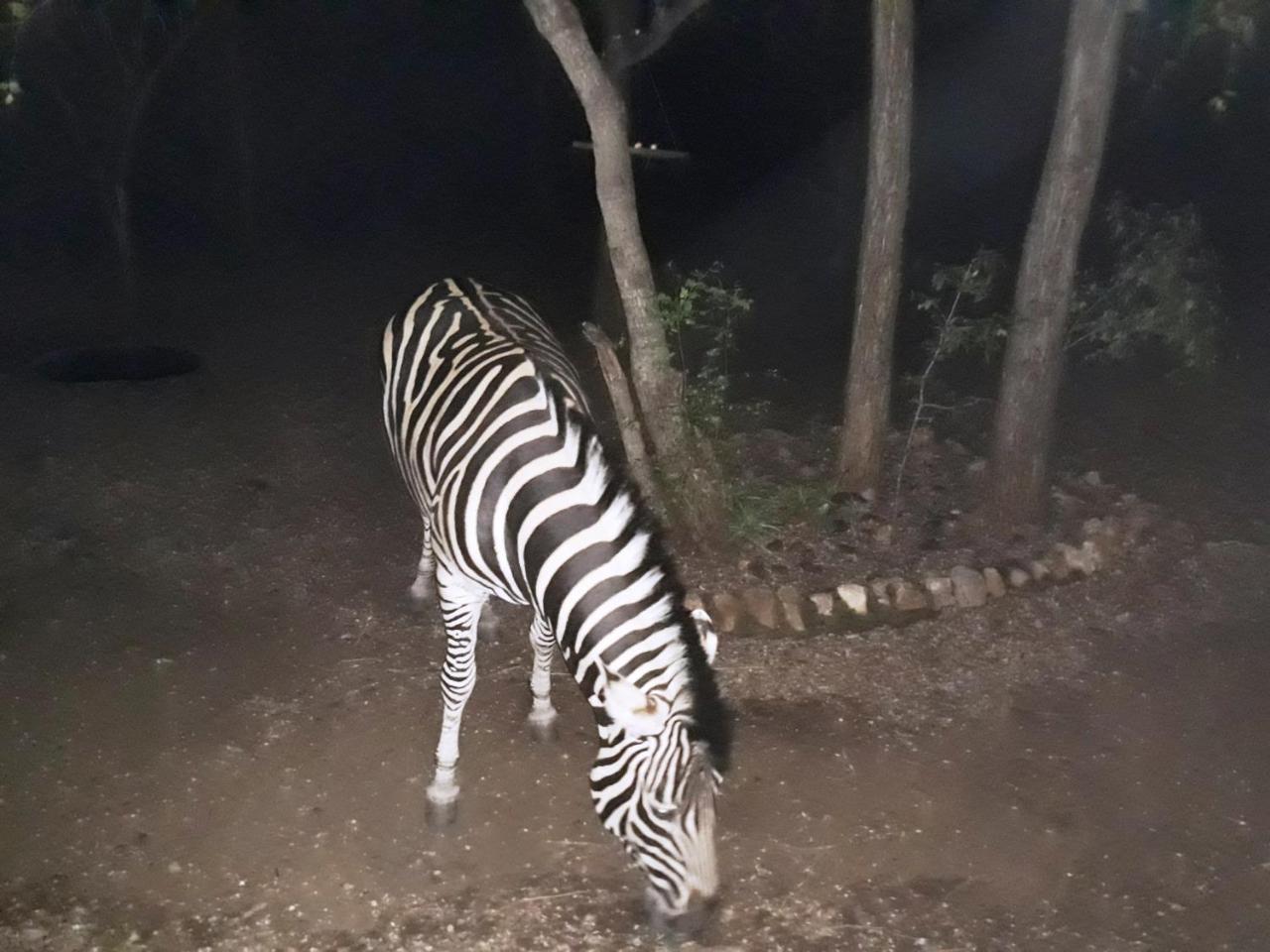 African Sky Marloth Park Bagian luar foto